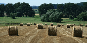 Rösebeck - Landwirtschaft