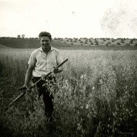 1963 - Hafermähen - Kornhocken im Hintergrund