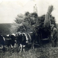 1930er - Roggenernte