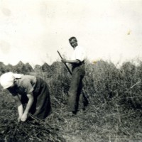 1930er - Roggenernte